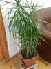 dracaena marginata