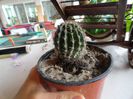 cactus nr8 10ron