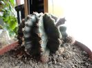 nr9 cactus 10ron cu floare