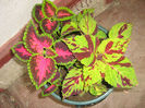 coleus