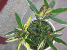 leandru variegat
