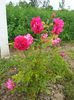 Rosarium Uetersen