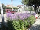 liliac nemtesc