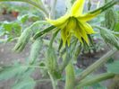 floare de rosie gigantica