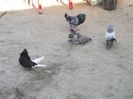 DSCF6758