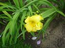 hemerocallis