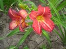 hemerocallis