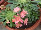 lewisia