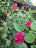 DSC00038