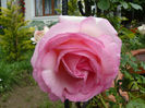 Sa fie Eden Rose ?