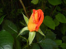 Rose Monica (2014, May 21)