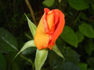 Rose Monica (2014, May 21)