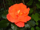 Rose Monica (2014, May 24)