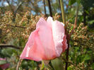 Rose Royal Highness (2014, May 21)