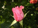 Rose Royal Highness (2014, May 21)