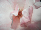 Rose Royal Highness (2014, May 24)