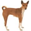 basenji_95