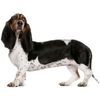 basset-artesien-normand_138