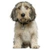 basset-griffon-vendeen_139