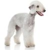 bedlington-terrier_172