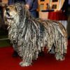 bergamasco_25