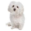 bichon-bolognese_74