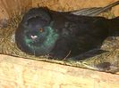 IMG-20140601-00229