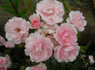 DSCN3761_005