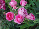 DSCN3766_010