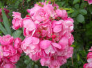 DSCN3768_012