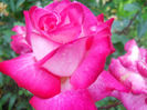 DSCN3785_029