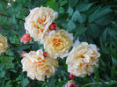 DSCN3800_044