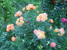 DSCN3804_048