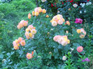 DSCN3805_049