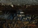 DSC04206