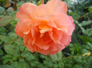 DSCN3816_060