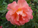 DSCN3817_061