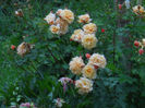 DSCN3833_077