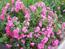 DSCN3837_081