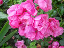 DSCN3838_082