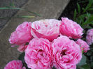 DSCN3857_101