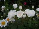 DSCN3861_105
