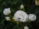 DSCN3862_106