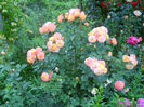 DSCN3865_109