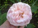 de la Florov