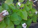 Clero phillippinum