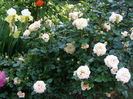 P1019194