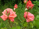 P1019411