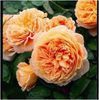 Crown Princess Margareta