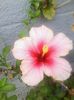 pink drim